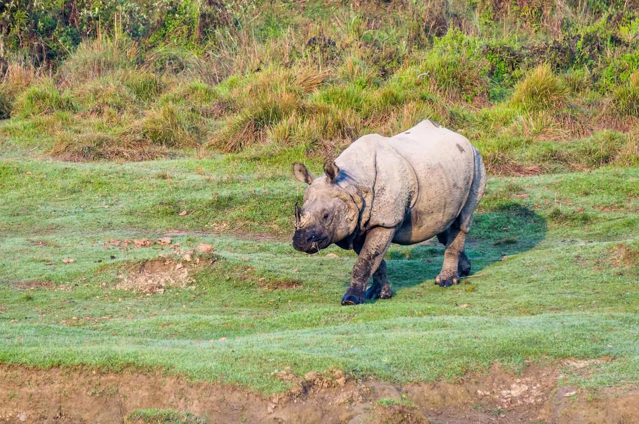 Chitwan Wildlife Adventure Tour