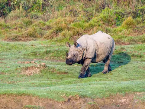 Chitwan Wildlife Adventure Tour