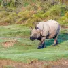 Chitwan Wildlife Adventure Tour