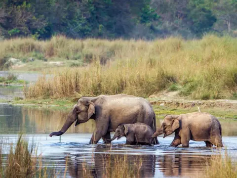 Bardia National Park Tour